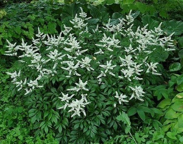 False Astilbe Spirea Perennial Veil Bridal Shade Live Plant Quart Pot Fresh Garden