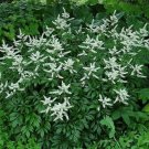 False Astilbe Spirea Perennial Veil Bridal Shade Live Plant Quart Pot Fresh Garden