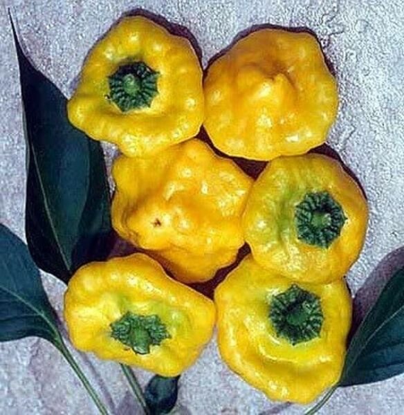 Pepper Yellow Scotch Jamaican Bonnet Spicy Very Compact Plant 20 Seeds Fresh Garden