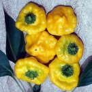 Pepper Yellow Scotch Jamaican Bonnet Spicy Very Compact Plant 20 Seeds Fresh Garden