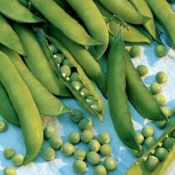 Pea Simply Mr.Big Superbly Disease Resistant Aas Winner Plant 100 Seeds Fresh Garden