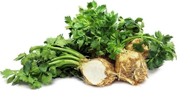 Celeriac Heirloom Root Celery Rarely Grown Vegetable Plant 100 Seeds Fresh Garden