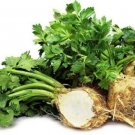 Celeriac Heirloom Root Celery Rarely Grown Vegetable Plant 100 Seeds Fresh Garden