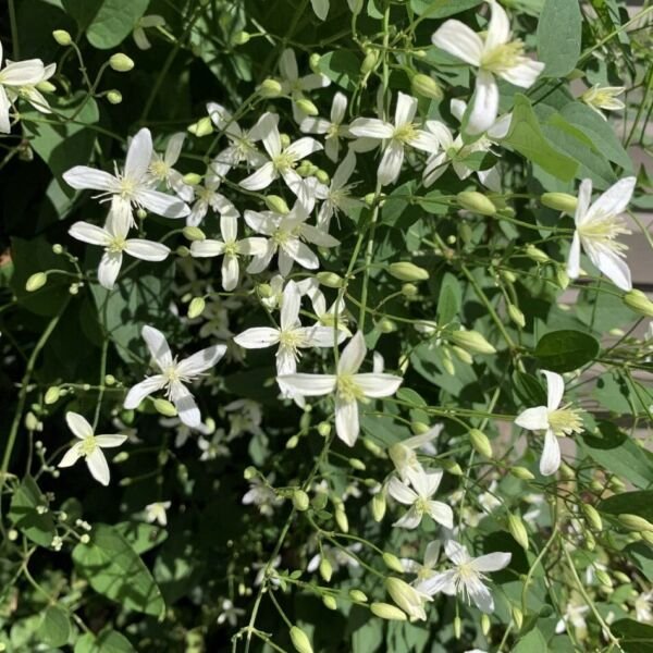Clematis Love Blooming Virginiana Fall Vine Very Hard Live Plant 2.5" Pot Fresh Garden
