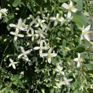 Clematis Love Blooming Virginiana Fall Vine Very Hard Live Plant 2.5" Pot Fresh Garden