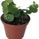 Peperomia Money Chinese Bitcoin Coin Easy To Grow Indoors Live Plant 2.5" Pot Fresh Garden