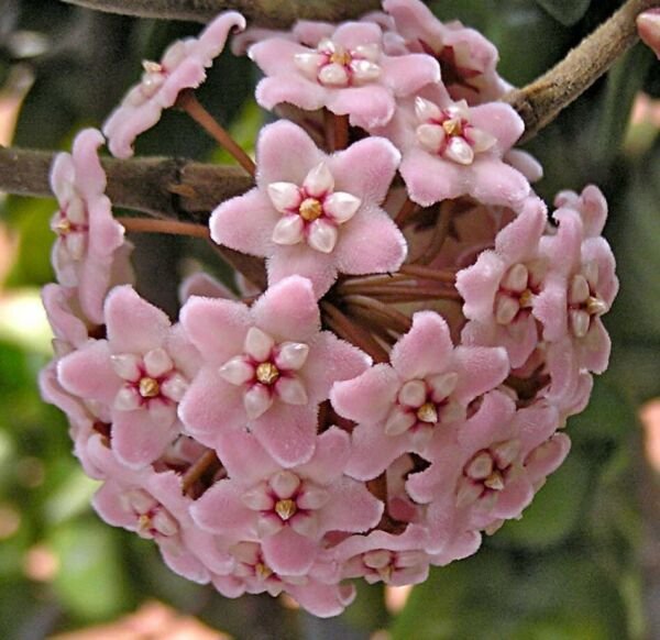 Hoya Rope Indian Hindu Exotic Wax Rather Easy To Grow Indoor Live Plant 4" Pot Fresh Garden
