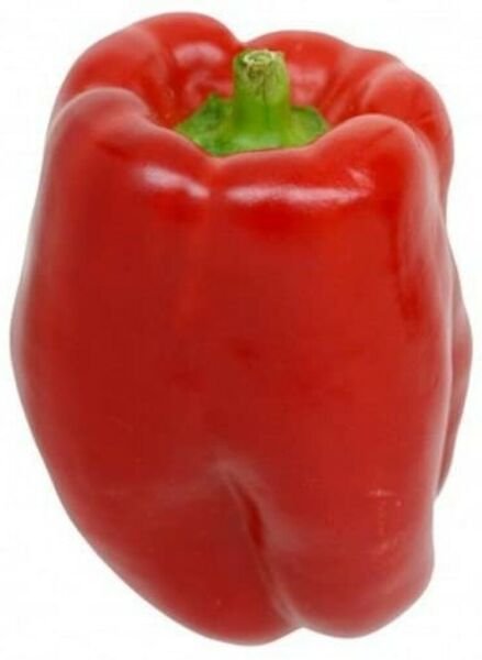 Bell Pepper Keystone Giant Sweet Hollow Huge Rounded Square Shape 20 Seeds Fresh Garden