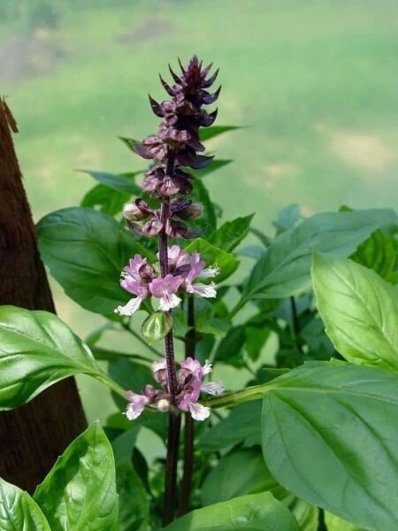 Ocimum Basil Holy Sanctum Tea Herb Aromatic Fuzzy 2 Inch Leaves 100 Seeds Fresh Garden