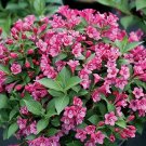 Weigelia Dark Pink Snippet Proven Winners Out Or In Bonsai Live Plant 4" Pot Fresh Garden