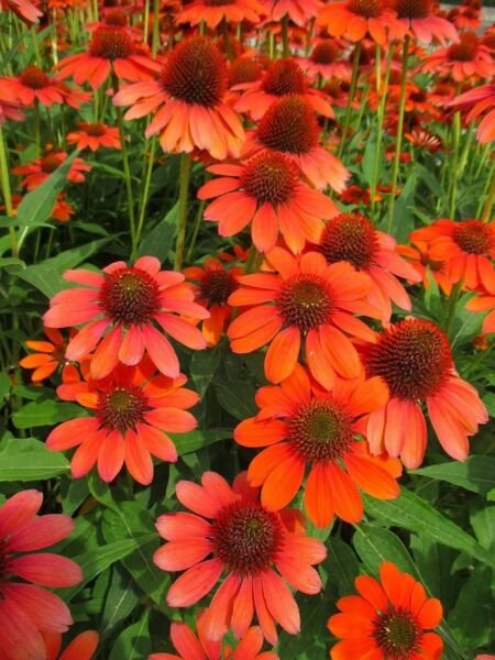 Echinacea Orange Coneflower Sombrero Adobe Perennial Out Live Plant Gallon Pot Fresh Garden