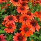 Echinacea Orange Coneflower Sombrero Adobe Perennial Out Live Plant Gallon Pot Fresh Garden