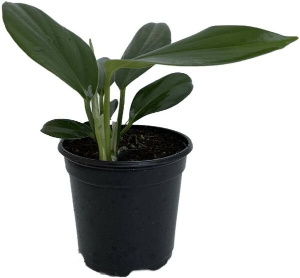 Rhaphidophora Decursiva Dragon Tail Giant Climber In Or Out Live Plant 4" Pot Fresh Garden