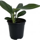 Rhaphidophora Decursiva Dragon Tail Giant Climber In Or Out Live Plant 4" Pot Fresh Garden