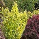 Berberis Gold Sunjoy Pillar Or Home Bonsai Plant Proven Winners 4" Pot Fresh Garden