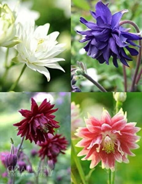 Aquilegia Columbine Mix Barlow Multiple Petals Shade Perennial In Out 40 Seed Fresh Garden