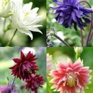 Aquilegia Columbine Mix Barlow Multiple Petals Shade Perennial In Out 40 Seed Fresh Garden