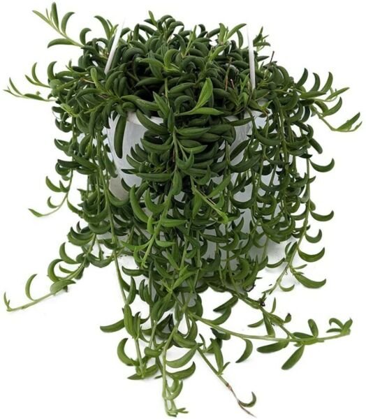 Radicans String Of Bananas Senecio Miller Homegrow Live Plant 6" Hanging Basket Fresh Garden