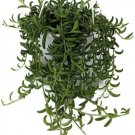 Radicans String Of Bananas Senecio Miller Homegrow Live Plant 6" Hanging Basket Fresh Garden