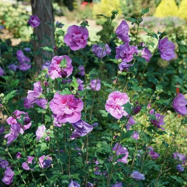 Hibiscus Chiffon Lavender Rose Dark Sharon Proven Winner Out Live Plant 4" Pot Fresh Garden