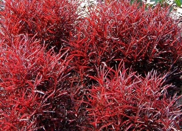 Alternanthera St. Joseph's Threads Biblical Red Coat Easy Houseplant 2.5" Pot Fresh Garden
