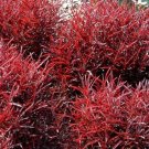 Alternanthera St. Joseph's Threads Biblical Red Coat Easy Houseplant 2.5" Pot Fresh Garden