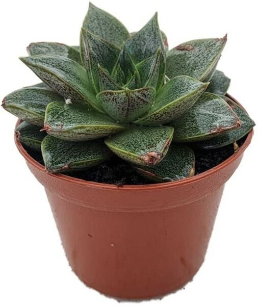 Purpureum Rose Echeveria Purple Desert Easy To Grow In Or Out Succulent 2.5" Pot Fresh Garden