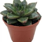 Purpureum Rose Echeveria Purple Desert Easy To Grow In Or Out Succulent 2.5" Pot Fresh Garden