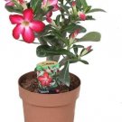 Obesum Rose Adenium Desert Natural Excellent House Live Plant Or Bonsai 4" Pot Fresh Garden
