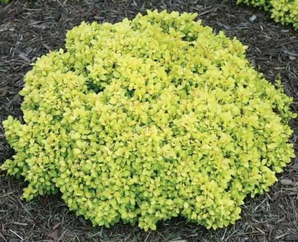 Thunbergii Berberis Kasia Mini Sunjoy Saffron Plant Proven Winners 4" Pot Fresh Garden