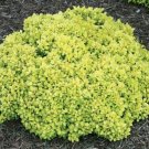 Thunbergii Berberis Kasia Mini Sunjoy Saffron Plant Proven Winners 4" Pot Fresh Garden