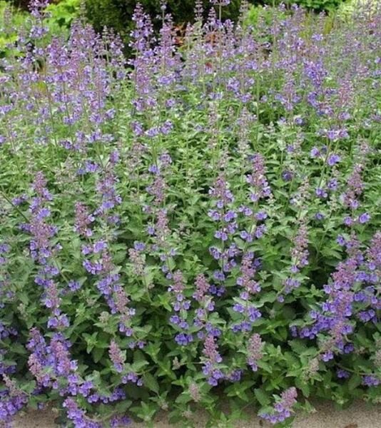 Shotgun Blooms Catmint Nepeta Walker Perennial Faassenii In Out Plant Quart Pot Fresh Garden
