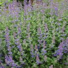 Shotgun Blooms Catmint Nepeta Walker Perennial Faassenii In Out Plant Quart Pot Fresh Garden