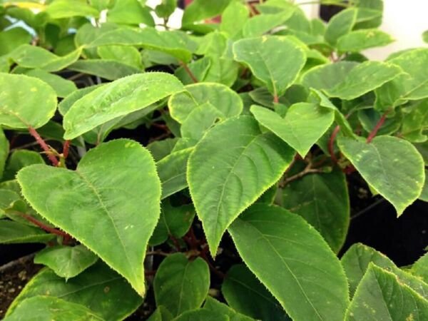 Actinidia Arguta Hardy Kiwi Vine Male Fairchild Live Plant 2.5" Pot Fresh Garden