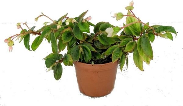 Begonia Gem Tiny Terrarium Fairy Candy Pink Indoor Live Plant 2.5" Pot Fresh Garden