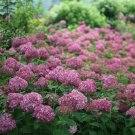 Mauvette Mini Invincibelle Hydrangea Proven Winners Live Plant 4" Pot Fresh Garden