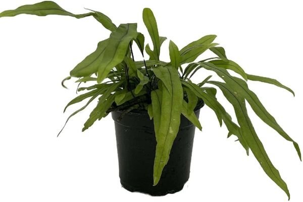 Diversifolium Fern Microsorium Kangaroo Paw Easy To Grow House Plant 4" Pot Fresh Garden