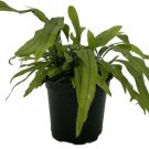 Diversifolium Fern Microsorium Kangaroo Paw Easy To Grow House Plant 4" Pot Fresh Garden