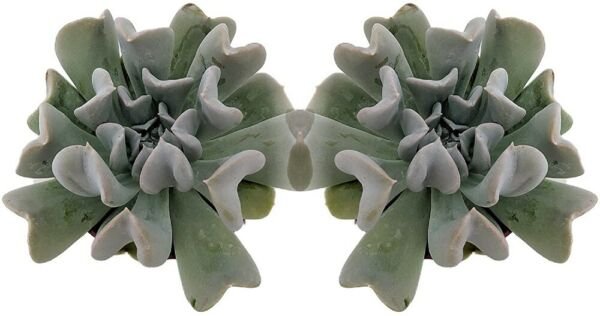 Echeveria Runyonii Turvy Topsy Succulent 2 Pack Easy To Grow In Out Plant 2" Pot Fresh Garden
