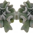 Echeveria Runyonii Turvy Topsy Succulent 2 Pack Easy To Grow In Out Plant 2" Pot Fresh Garden