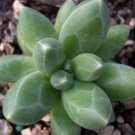 Pachyphytum Succulent Jewel Desert Little Rose Compactum Home Plant 2.5" Pot Fresh Garden