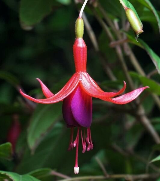 Fuchsia Magellanica David Hardy Shade Indoor Live Plant 2.5" Pot Fresh Garden