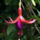 Fuchsia Magellanica David Hardy Shade Indoor Live Plant 2.5" Pot Fresh Garden