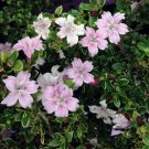 Serissa Tree Pink Mountain House Plant Fairy Plant Bonsai 2.5" Pot Fresh Garden