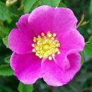 Rosaceae Rose Heirloom Woods Rosa Woodsii Pearhip Rose 15 Seeds Fresh Garden