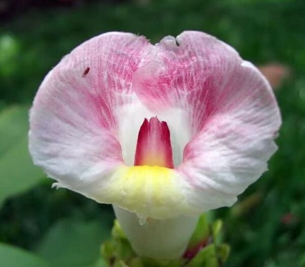 Costaceae Costus Ginger Crepe Speciosus Crape Ginger Malay Ginger 10 Seeds Fresh Garden