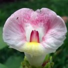 Costaceae Costus Ginger Crepe Speciosus Crape Ginger Malay Ginger 10 Seeds Fresh Garden