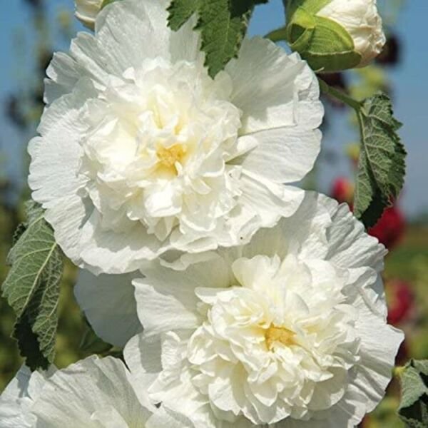 Hollyhock Chater's White Double Old Fashioned Seed 20 Seeds Fresh Garden