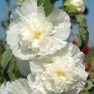 Hollyhock Chater's White Double Old Fashioned Seed 20 Seeds Fresh Garden