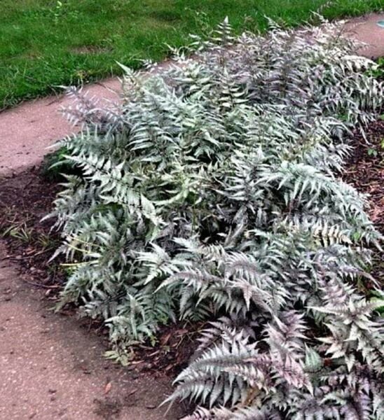 Athyrium Shade Lover Japanese Painted Fern Hardy Live Plant Quart Pot Fresh Garden
